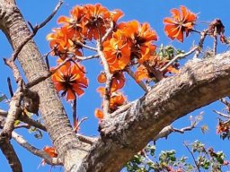 Erythrina afra flowers and stems